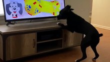 Dog accdently pushes the tv because there was a squishy