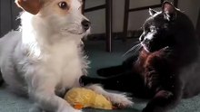 that adorable side eye