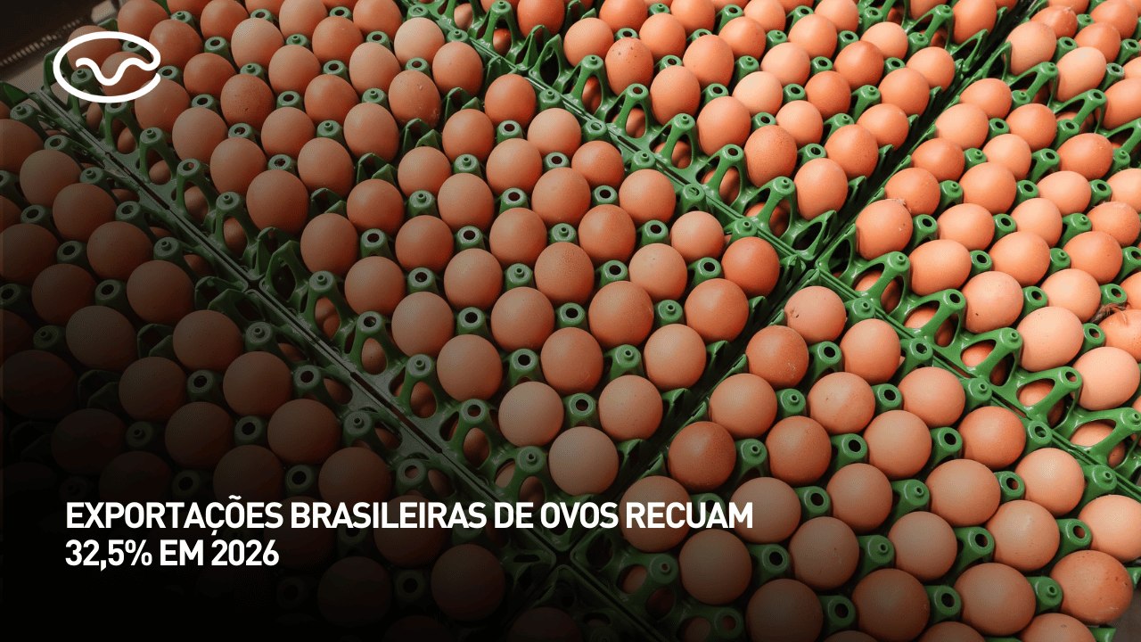 Exportações brasileiras de ovos recuam 32,5% em 2026
