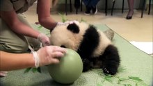 Cute Pandas with care taker