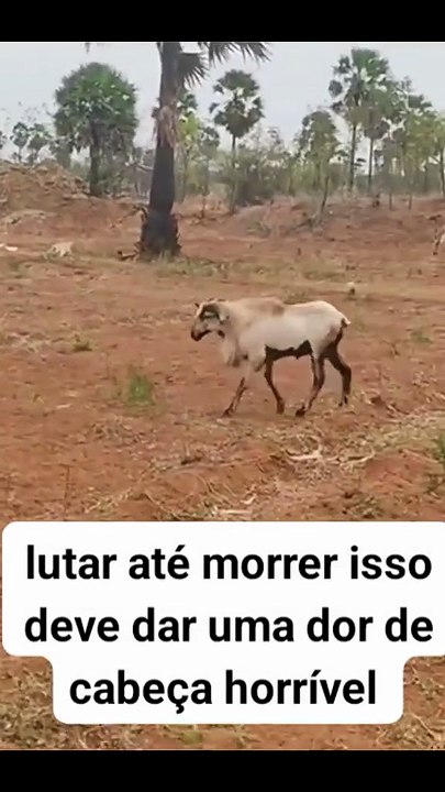 Luta mortal