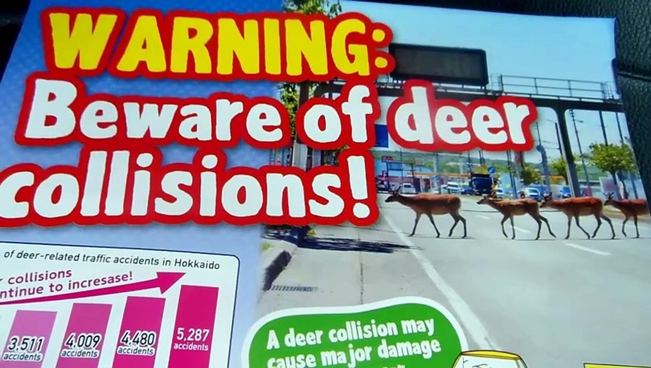 Beware of Deer in Hokkaido Japan!!
