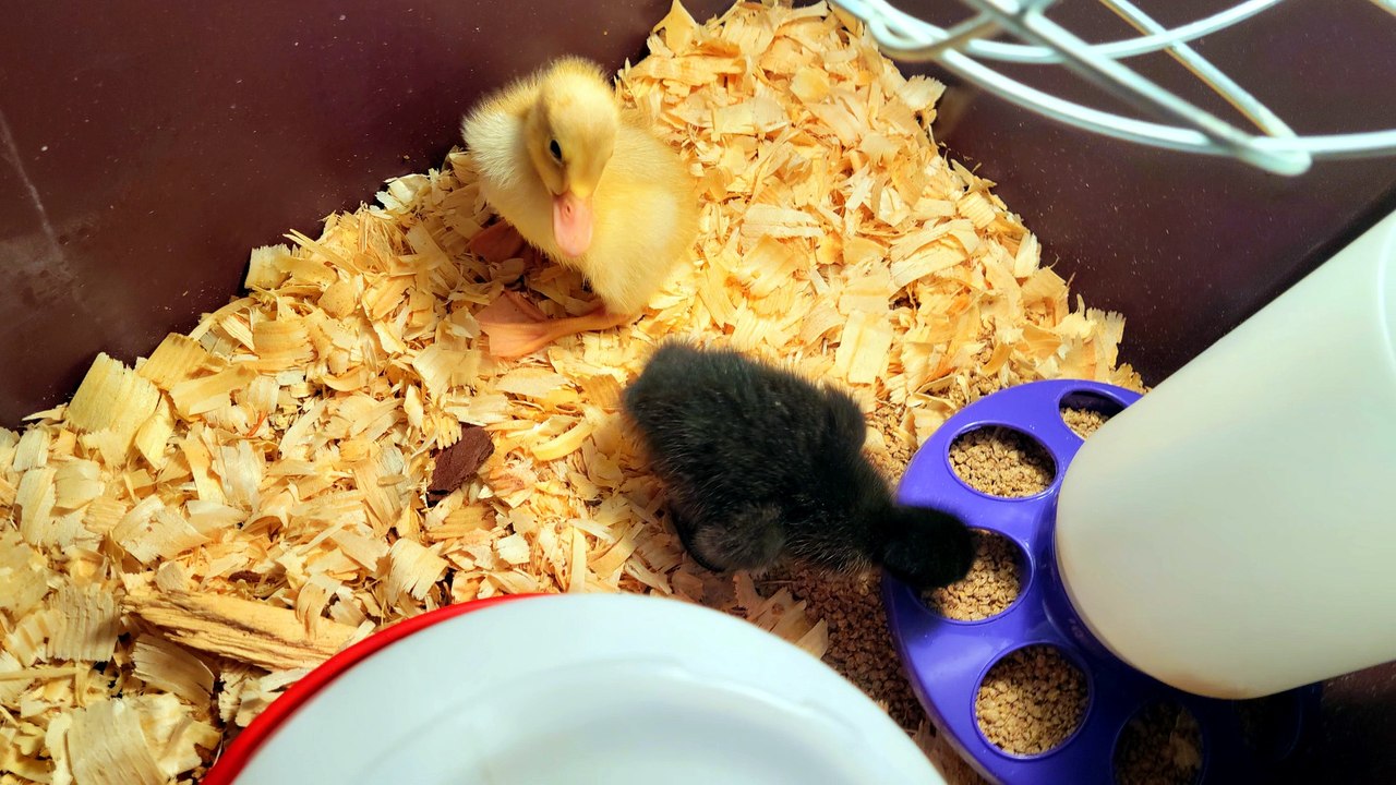 DVD and MTM getting settled in from their transport box to something a little cozier. | #SparklegleamFarm #MaryTylerMolt #MTM #DickVanDuck #DVD #farm #ducks #farmanimals #soft #cute