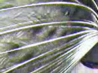 La ruota del Pavone!