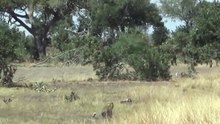 Incredible Impala Escapes Wild Dog by Hiding Underwater in Mud Pool