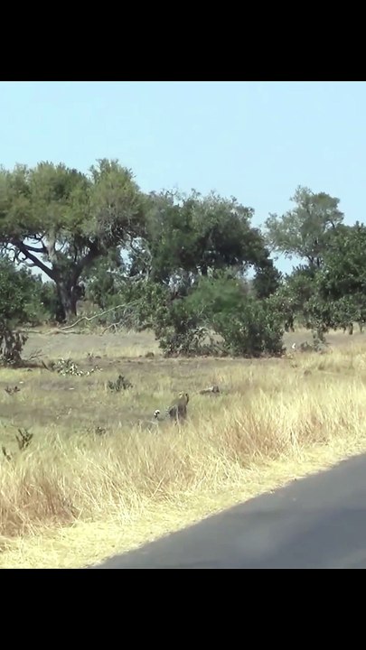 Incredible Impala Escapes Wild Dog by Hiding Underwater in Mud Pool
