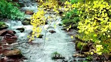 本草 Herbal @ 影响世界的中国植物 The Journey of Chinese Plants