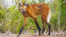 ¡El lobo de crin, el “lobo” que parece andar en zancos!