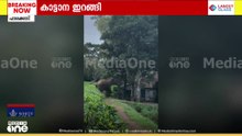 നെല്ലിയാമ്പതിയിൽ ജനവാസ മേഖലയിൽ കാട്ടാന; ചക്ക കഴിച്ച ശേഷം കാട്ടിലേക്ക് മടങ്ങി