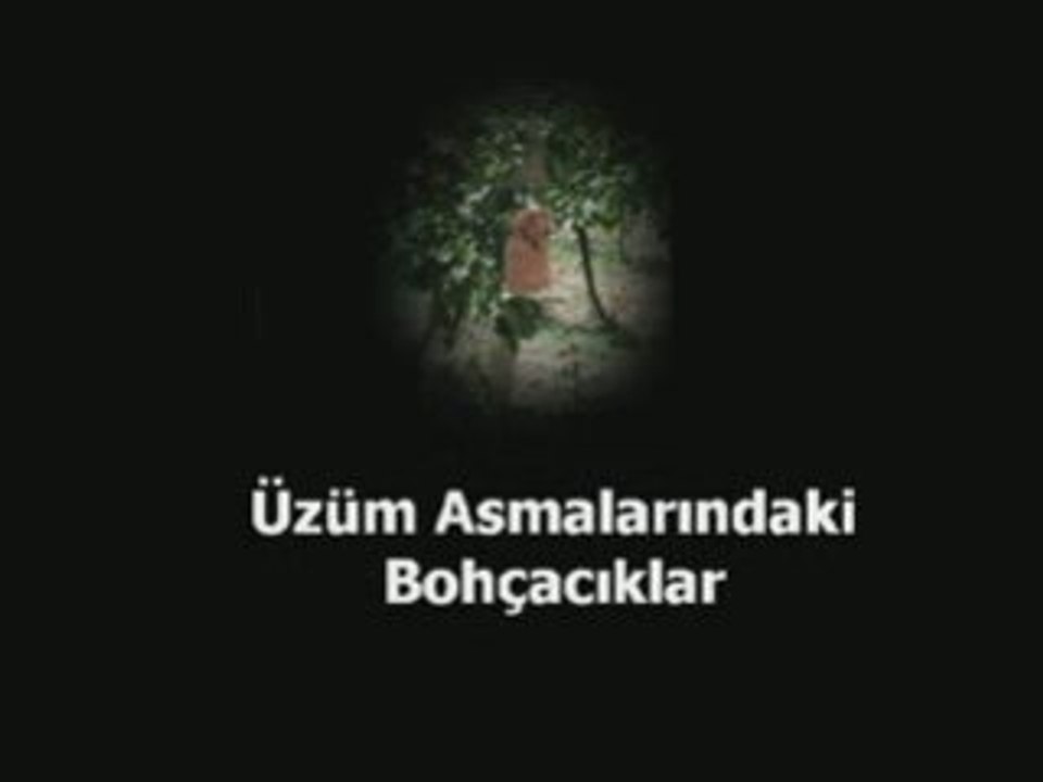 ÜZÜM ASMALARINDAKİ BOHÇACIKLAR