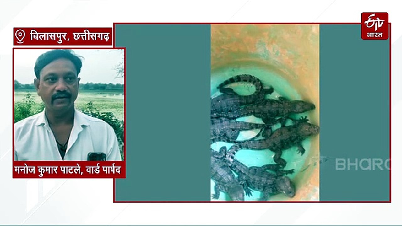 रतनपुर के तालाब में मगरमच्छ, अंडों से निकले 6 बेबी क्रोकोडाइल