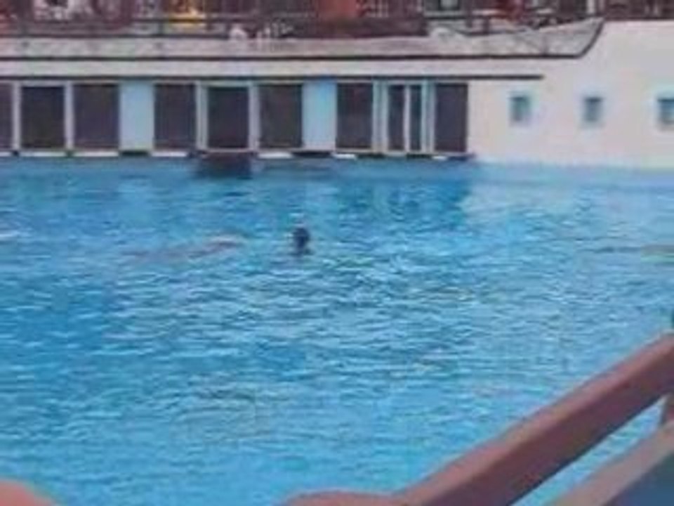 LES DAUPHINS