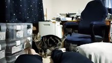 飼い主の足を舐めるミア8