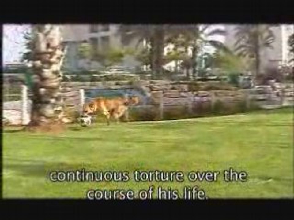 5 Good reasons to eat your dog... (English subtitles)