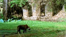 Nature.S44E13.