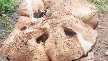 Panin sangkuang terbesar Kalimantan