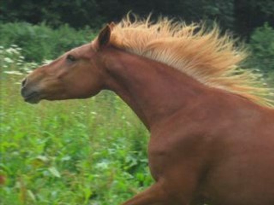 Fidji
