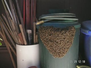 Honeybees leaving hive, clustering and Swarming.