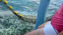 Ces pecheurs sauvent un dauphin piégé dans un filet