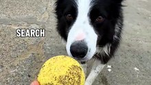 Ce border collie a du flair