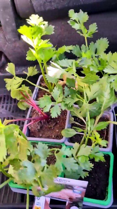 Que planter dans son potager à la mi-juin ? 🌱 Ne fais pas l'erreur de semer n'importe quoi ! Voici