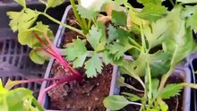 Que planter dans son potager à la mi-juin ? 🌱 Ne fais pas l'erreur de semer n'importe quoi ! Voici