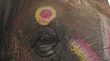 महाकाल सवारी के हाथी श्यामू पर विवाद, जांच टीम और महावत आमने सामने!