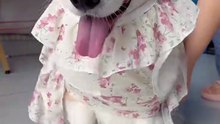 puppy is just the sweetest thing ever.