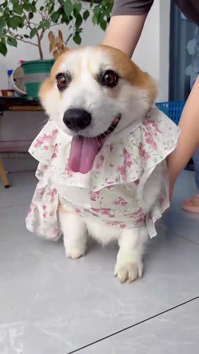 puppy is just the sweetest thing ever.