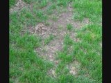 Don't Let Dry Spots Happen To Your Lawn Or Shrubs