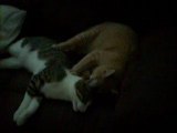 My two cats massaging one another.