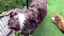 Un chat roux prend le pouvoir sur 13 Border Collies en Italie