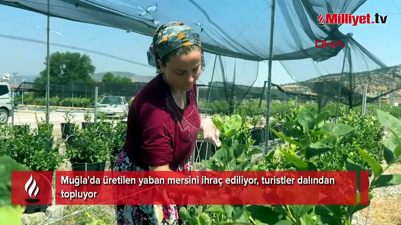 Yaban Mersini için Türkiye'nin dört bir yanından geliyorlar