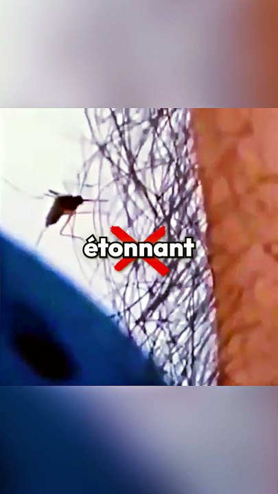 Les moustiques l'été !
