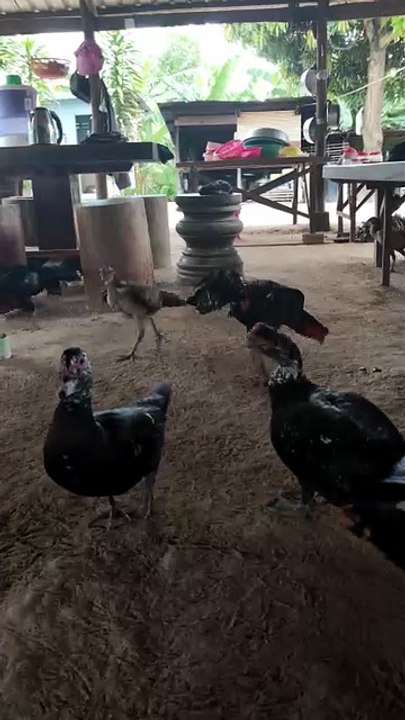 Many flocks of chickens are eating natural food.Chicken fie by Nov nout 136