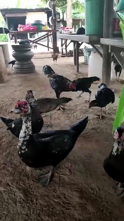 Many flocks of chickens are eating natural food.Chicken fie by Nov nout 138