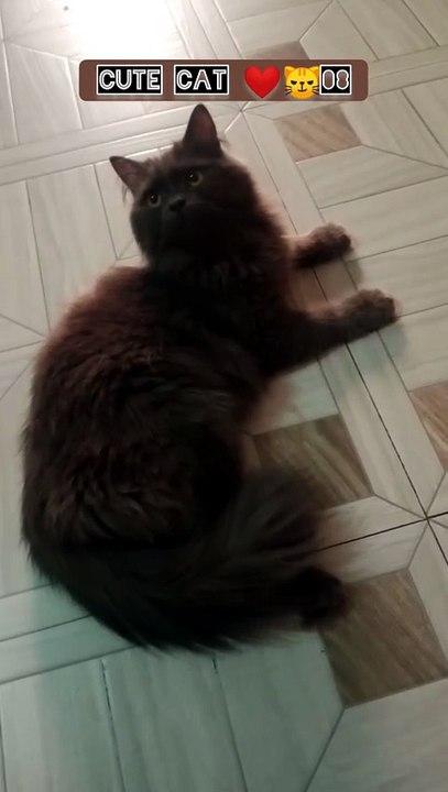Cute cat ❤️😼08 #cat #shorts#pets