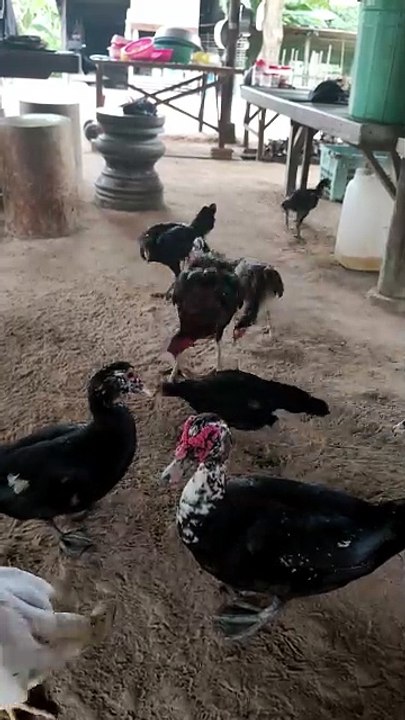 Many flocks of chickens are eating natural food.Chicken fie by Nov nout 141