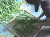 How to Dry Herbs, Harvesting Herbs: Lemon Balm