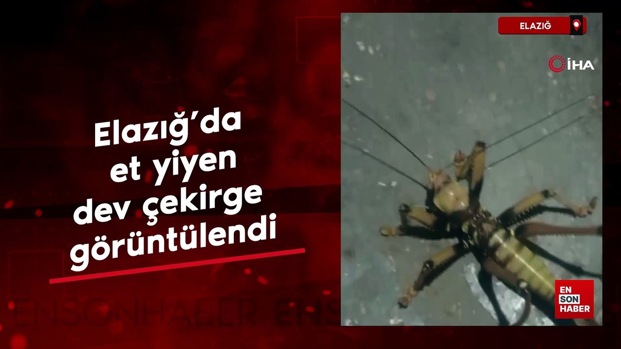 Elazığ’da et yiyen dev çekirge görüntülendi