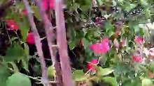 responsible tree