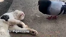 😺 LIKE & SHARE (CatSlaps)