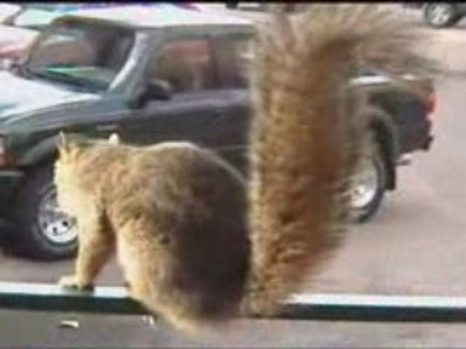 Tweaker Squirrel Eats Peeps Candy- Tweaks Out!