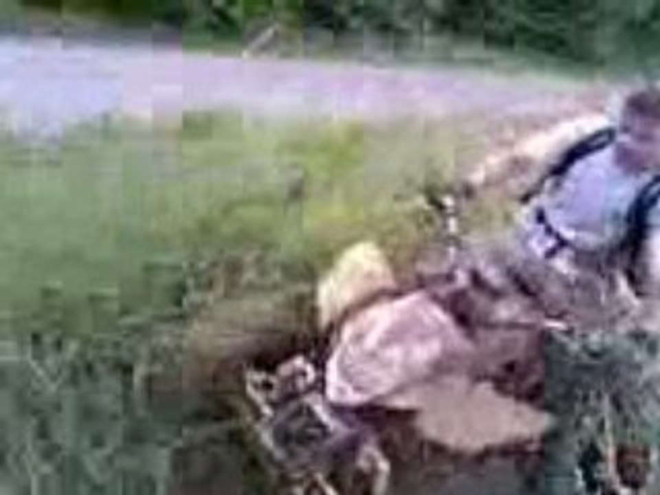quad bashan