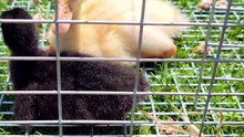 DVD and MTM getting some fresh air during feeding time. | #SparklegleamFarm #DVD #MaryTylerMolt #DickVanDuck #MTM #homestead #duck #farmanimals #soft #cute