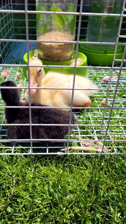 DVD and MTM getting some fresh air during feeding time. | #SparklegleamFarm #DVD #MaryTylerMolt #DickVanDuck #MTM #homestead #duck #farmanimals #soft #cute