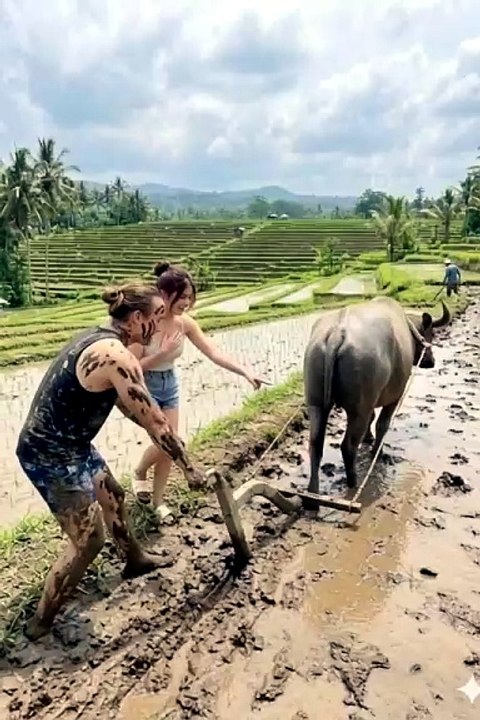 I am currently plowing the rice field with a buffalo.