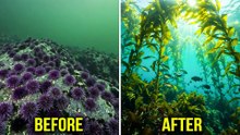 California Smashed 6 Million Sea Urchins Off The Coast... The Result 13 Years Later Is Unbelievable