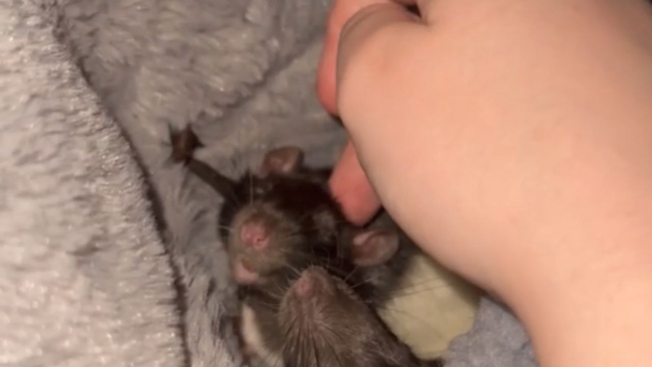 Strangely adorable sight of rats effortlessly setting 'pet goals'