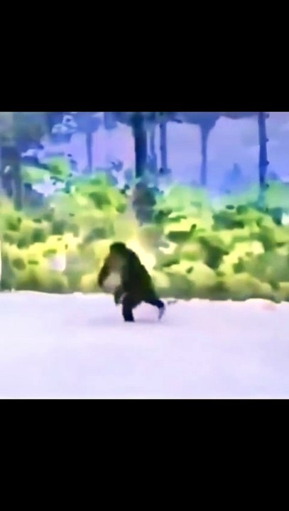 Gorillla funny moment